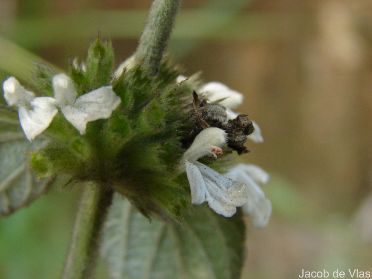 Leucas marrubioides Desf.